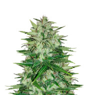 Skywalker Feminized