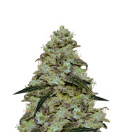 Skywalker OG Feminized