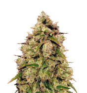 Sleepy Joe Feminized