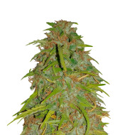 Snow White Feminized