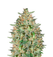 Somango Fast Version