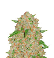 Somango Feminized