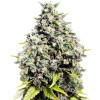 Sour Lemon Feminized