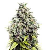 Sour Lemon Feminized