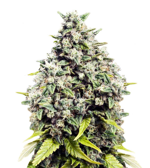 Sour Lemon Feminized