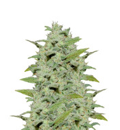 Sour Mac F1 Feminized