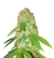 Sour Mac Feminized