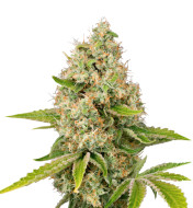 Sour Tangie Feminized