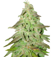 Sour Tsunami Feminized