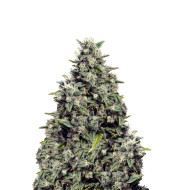 Special Queen Feminized