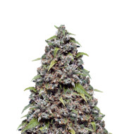 Spicy Bitch Feminized