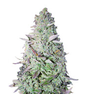 Star Killer Fast Version