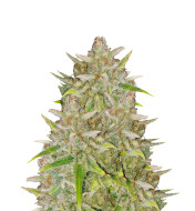 Star Killer Feminized