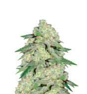 Stardawg Feminized