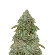 Starfighter Feminized