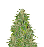 Strawberry Banana Kush Regular