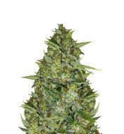 Strawberry Diesel Feminized