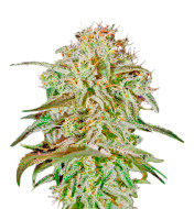 Strawberry Haze Feminized
