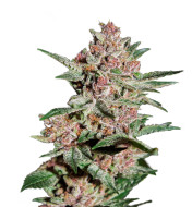 Strawberry Pie Autoflower