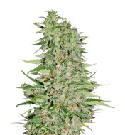 Strawpicanna Feminized