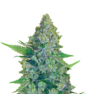 Sugar Black Rose Regular