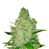 Sundae Driver Feminized