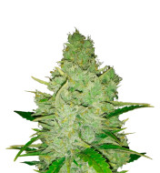 Sundae Driver Feminized
