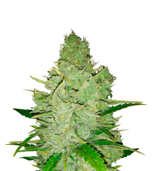 Sundae Driver Feminized