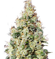 Super Critical (Bilbo) Fast Version