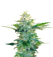 Super Glue Feminized