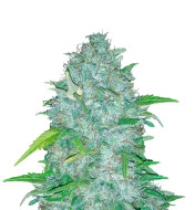 Super Lemon Haze Feminized