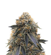 Super Silver Haze Feminized