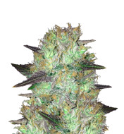 Super Skunk Feminized