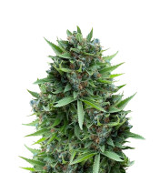 Sweet Island Feminized
