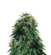 Sweet Island Skunk Fast Version