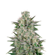 Sweet Tooth Autoflower