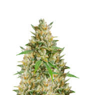 Sweet Tooth Feminized