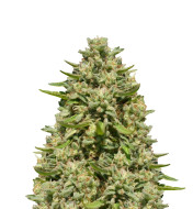 Sweet Zombie Autoflower