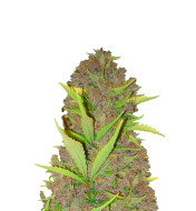 Sweet Zombie Feminized