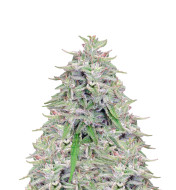Tangie Feminized