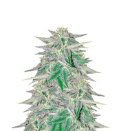 Thai Fantasy Feminized