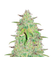 Thailand Sativa Autoflower