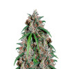 Think Different Autoflower