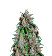 Think Different Autoflower