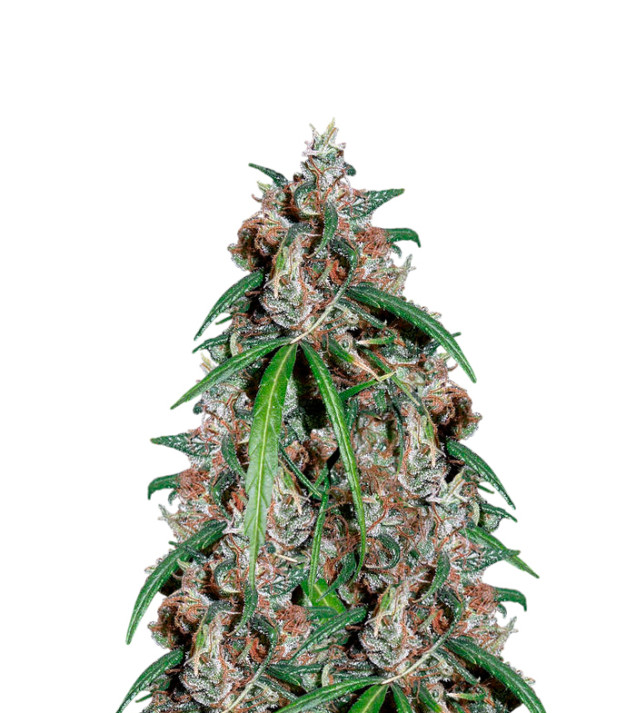 Think Different Autoflower