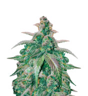 Trainwreck Fast Version