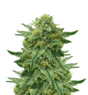 Trainwreck Feminized