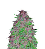 Triangle Kush Autoflower