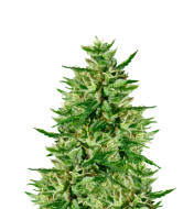 Triangle Kush Feminized