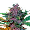 Triangle Kush Regular